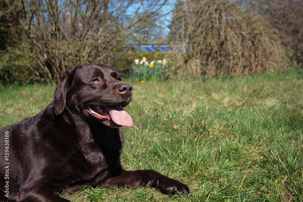 Chocolate Lab