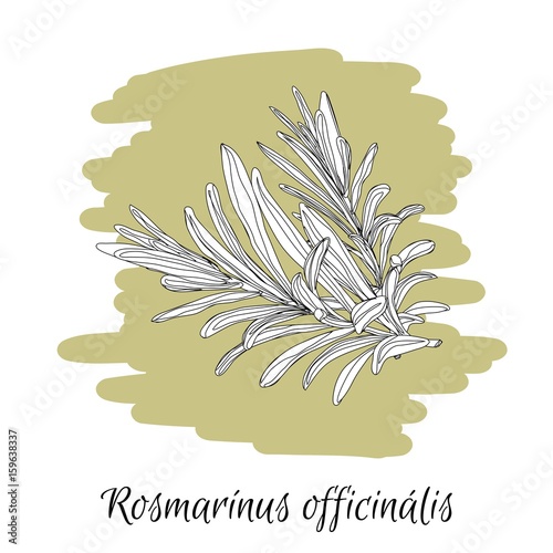 Rosemary. Latin words .Herbs and spices. Vector illustration. Sketch style