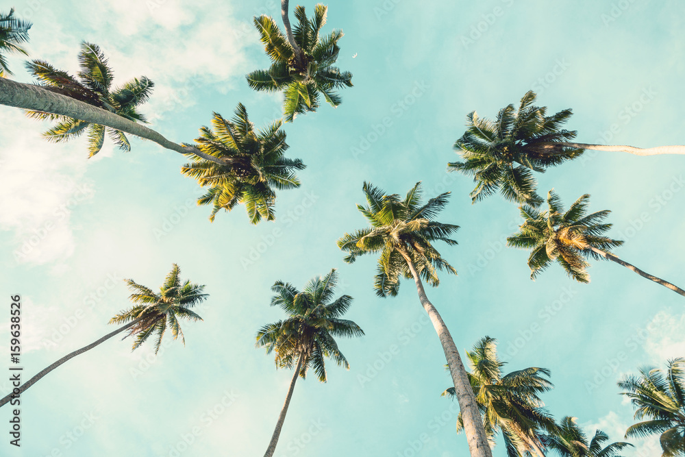 Fototapeta premium Kokosowy drzewko palmowe na nieba tle. Widok niskiego kąta. Stonowany obraz