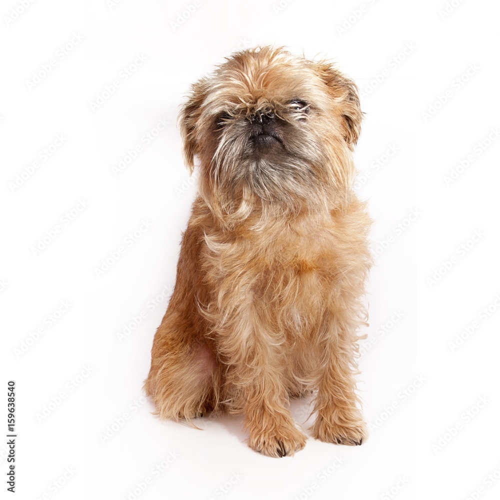 Brussels griffon on a white background Brussels griffon on a white background