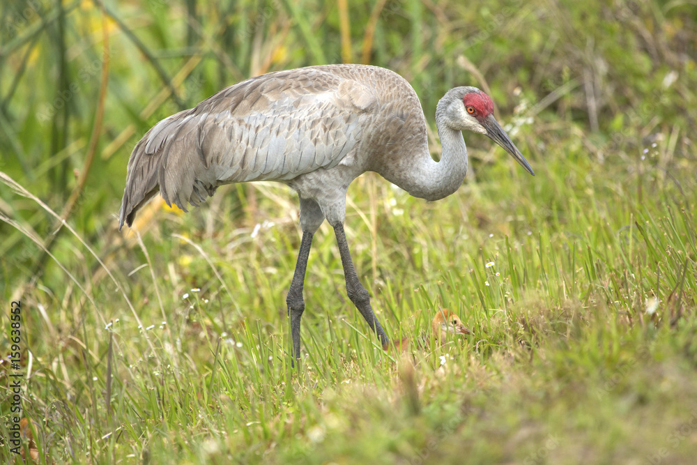 Obraz premium Sandhill crane with chicks at a swamp, Orlando Wetlands Park.