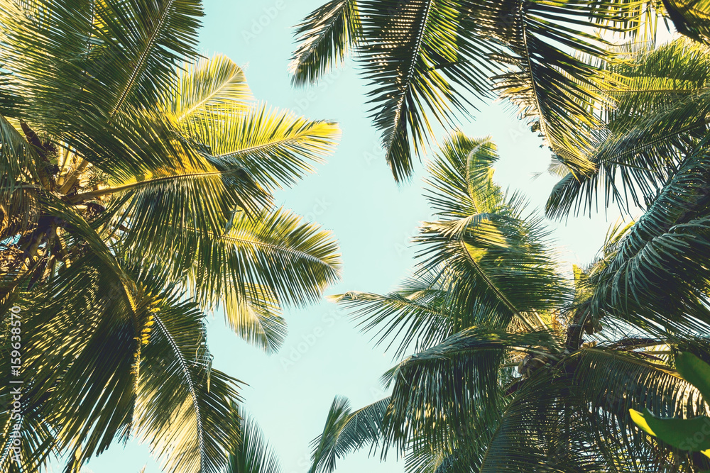 Naklejka premium Kokosowe palmy na tle nieba. Widok pod niskim kątem. Stonowany obraz