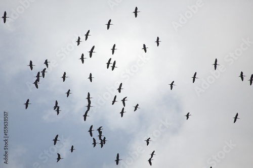 Flock of glossy ibises flying overhead at Orlando Wetlands Park.