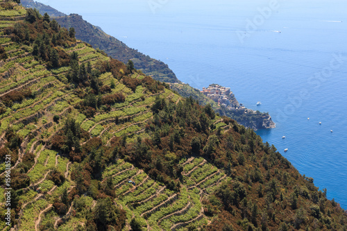 vigneti delle Cinque Terre. Sullo sfondo il borgo di Manarola