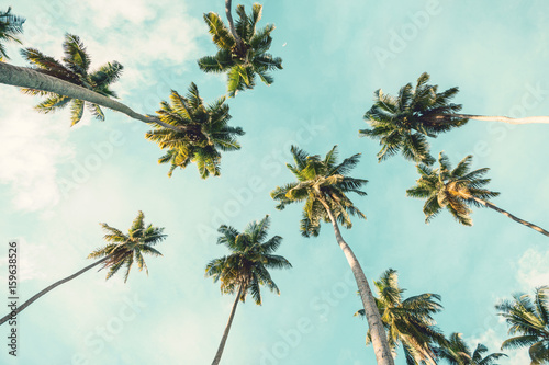 Coconut palm tree on sky background.   Low Angle View. Toned image