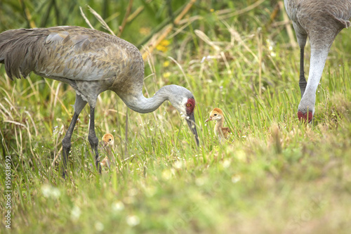 Sandhill cranes with chicks at a swamp, Orlando Wetlands Park.