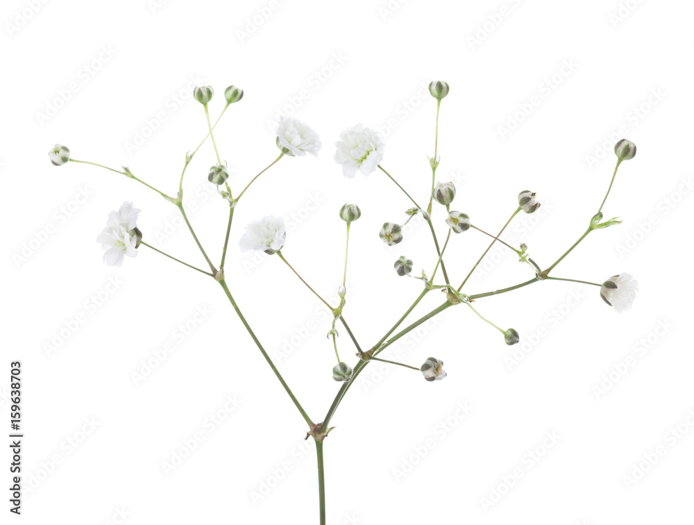 Obraz premium Gypsophila isolated on white background.