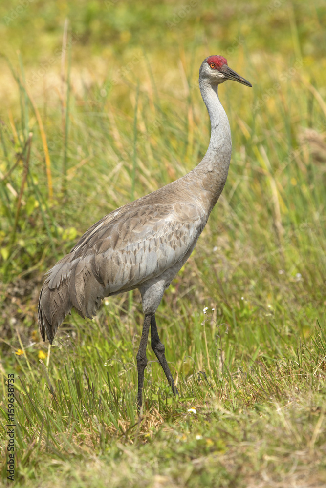Obraz premium Sandhill crane at a swamp in Orlando Wetlands Park.