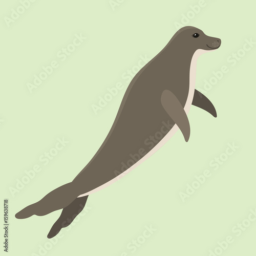 Hawaiian monk seal swimming animal hawaii mammal endangered species marine nature chuco aquatic lion character vector illustration photo