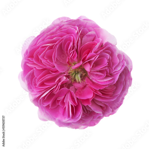 Pink rose isolated on white. Tea rose