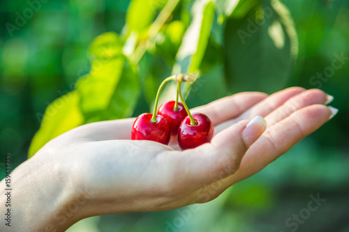 Cherry. Cherry in the hands of the girl. Eco food  © robertuzhbt89