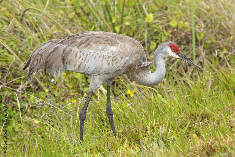 Obraz premium Sandhill crane at a swamp in Orlando Wetlands Park.