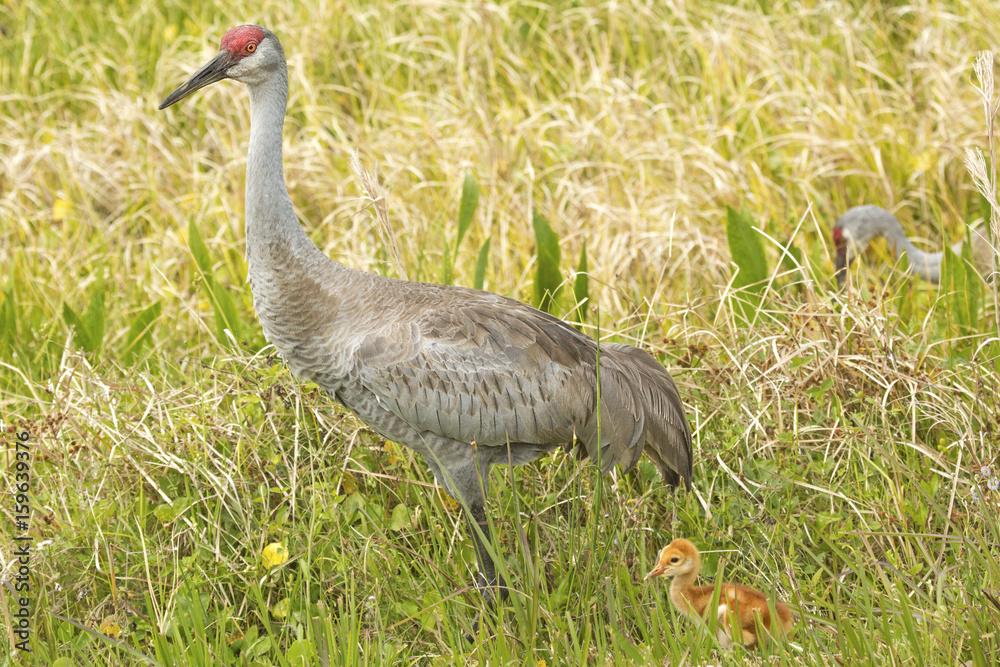 Fototapeta premium Sandhill crane with chicks at a swamp, Orlando Wetlands Park.