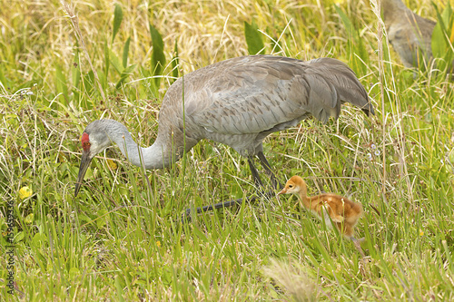 Sandhill crane with chicks at a swamp, Orlando Wetlands Park.