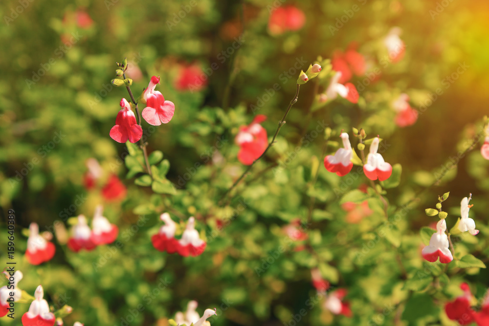 Bright red and white flowers of Salvia microphylla Hot Lips cultivar of the mint family famous add to the garden flowerbed in spring and summer.