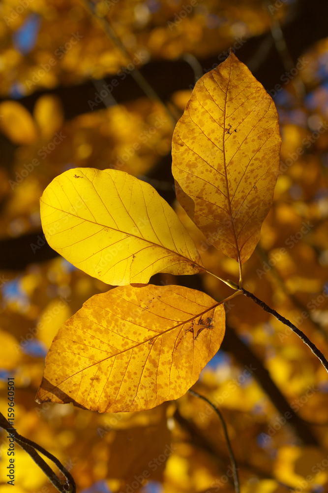 Fototapeta premium Beech leaves at autumnal time