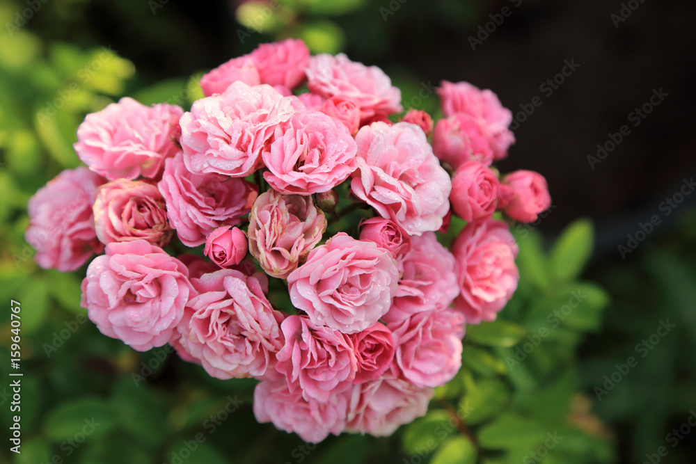 Fresh pink roses bunch with dew drops in morning garden. Fresh pink roses bunch with dew drops in morning garden.