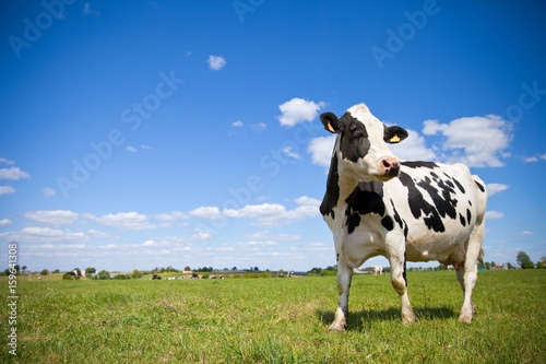 Vache Prim'Holstein en campagne photo