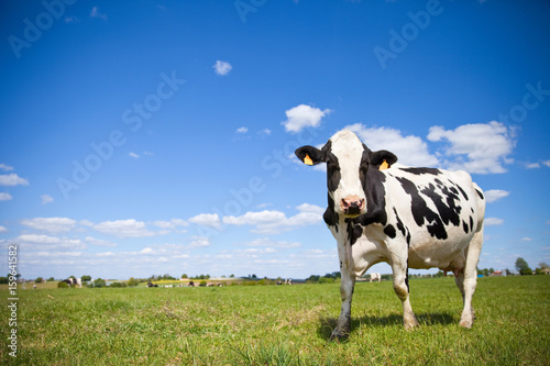 Vache Prim Holstein en campagne