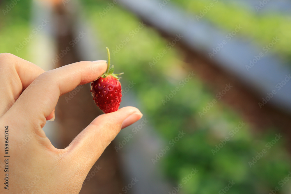 Obraz premium Red strawberry in hand with blurred background of orchard.