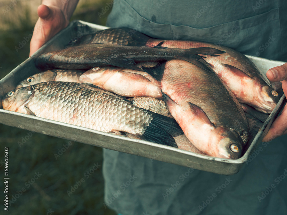Men's hands hold a tray with freshly caught fish carp and bream