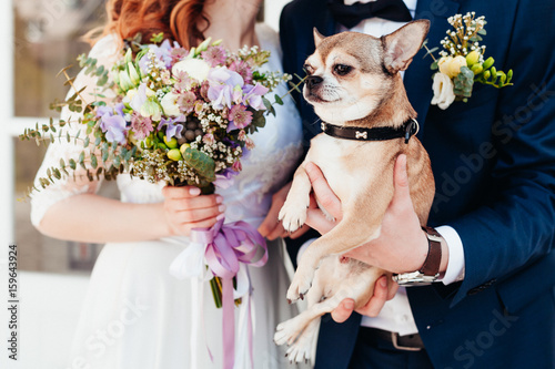 Little dog at the wedding