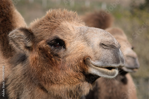 Photography Camel Portrait - Ree Park - Denmark