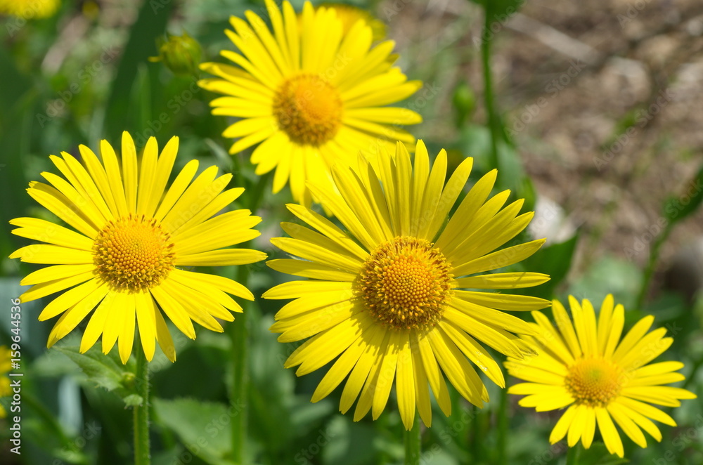 Doronikum flowers closeup Doronikum flowers closeup