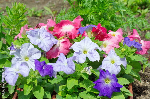 Petunia flowers in the garden