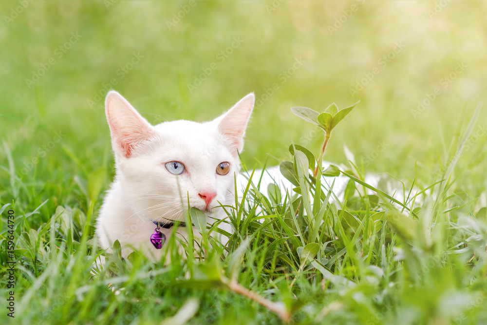 Kitten on grass in summer park