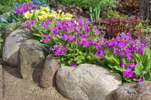 Border, decorated with flowering primroses