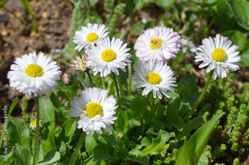 The flowers are Daisies perennial (lat. Bellis perennis) The flowers are Daisies perennial (lat. Bellis perennis)