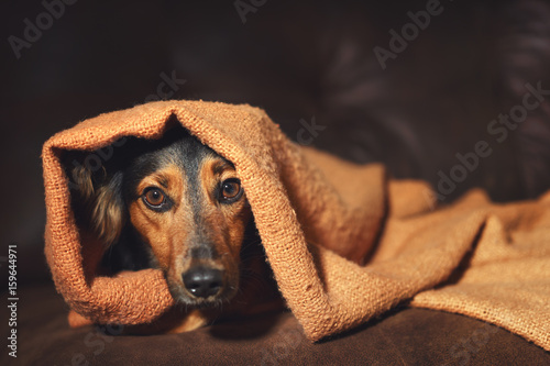 Small black and brown dog hiding under orange blanket on couch looking scared worried alert frightened afraid wide-eyed uncertain anxious uneasy distressed nervous tense