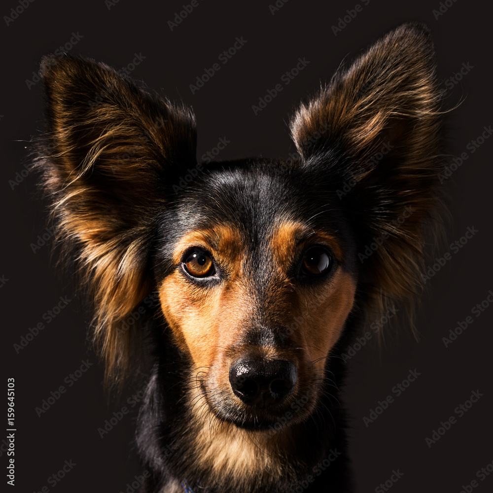 Closeup high contrast classic studio dog portrait with side lighting of