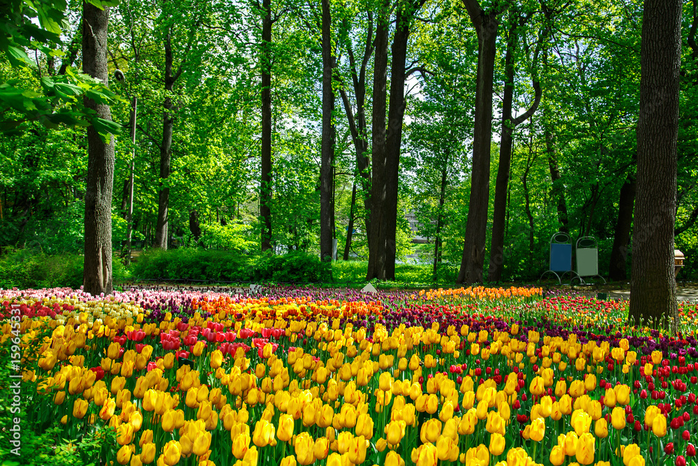 Amazing blooming tulips in the spring city park.