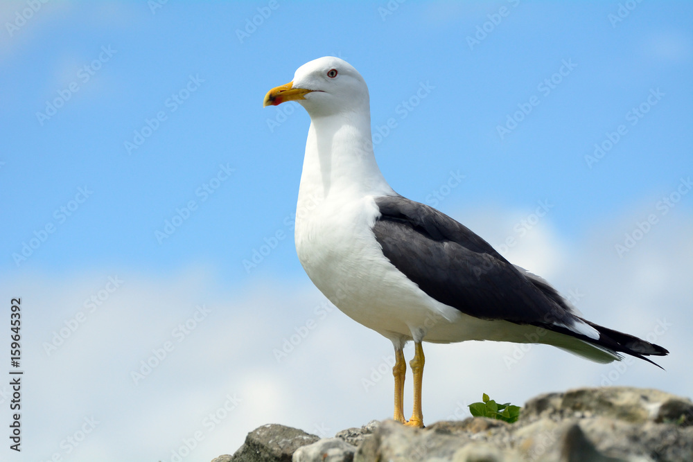Black-backed gull, Inchcolm Island, Scotland