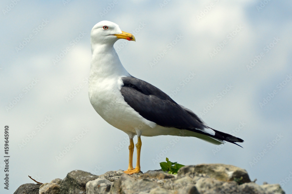 Black-backed gull, Inchcolm Island, Scotland Black-backed gull, Inchcolm Island, Scotland