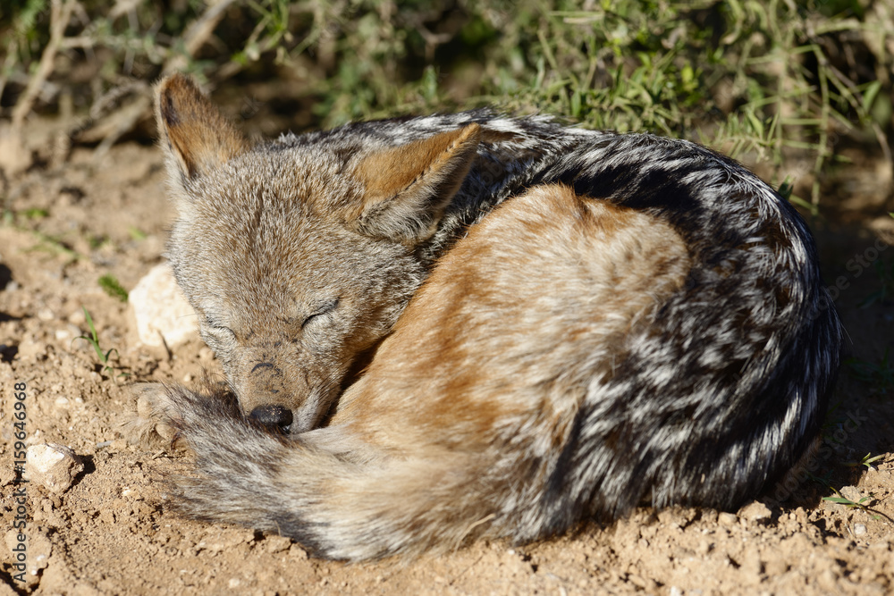 Naklejka premium Black Backed Jackal, Addo Elephant National Park