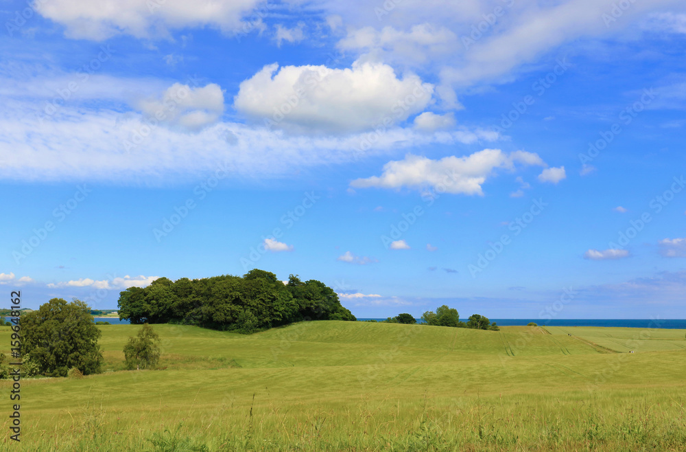 Summer landscape