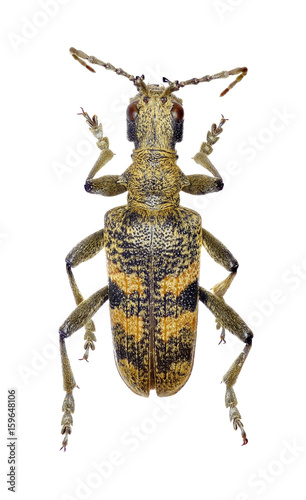 Blackspotted Pliers Support Beetle on white Background  -  Rhagium mordax (DeGeer, 1775) photo