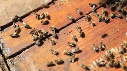 bees, view of the working bees on honey cells photo