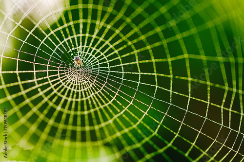 Morning Dew on a Spider Web