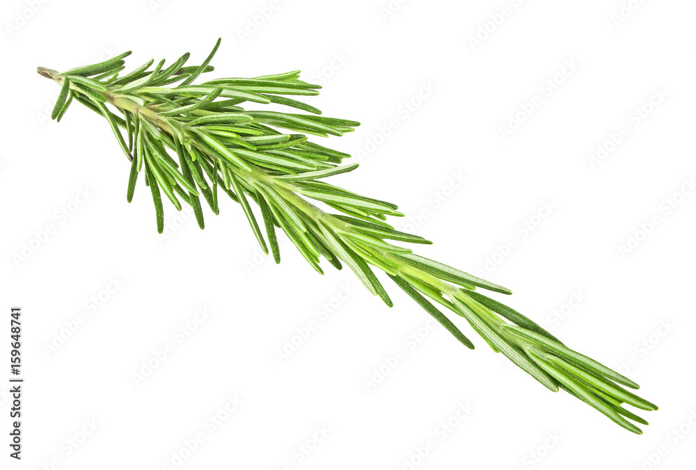 Fototapeta premium Sprig rosemary ziele na białym tle na białym tle