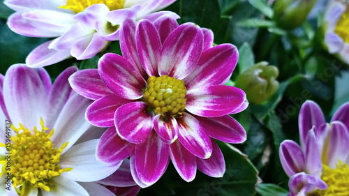 Purple flower. Slovakia