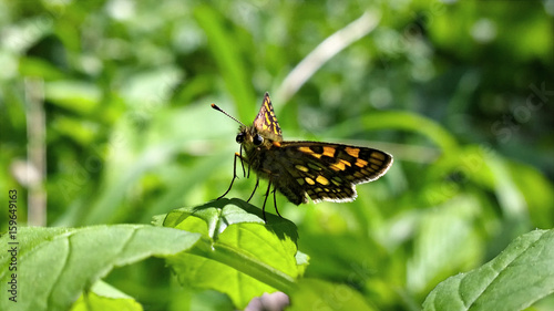Butterfly on flower. Slovakia