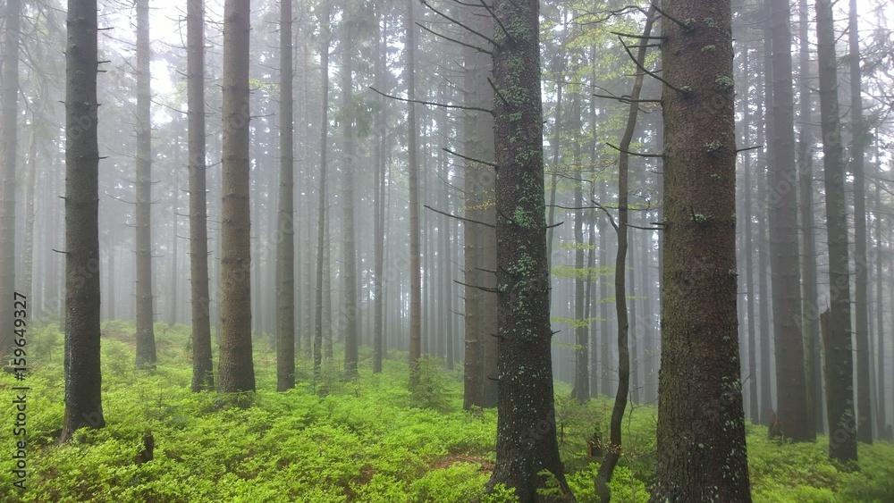 Naklejka premium Misty woods. Slovakia