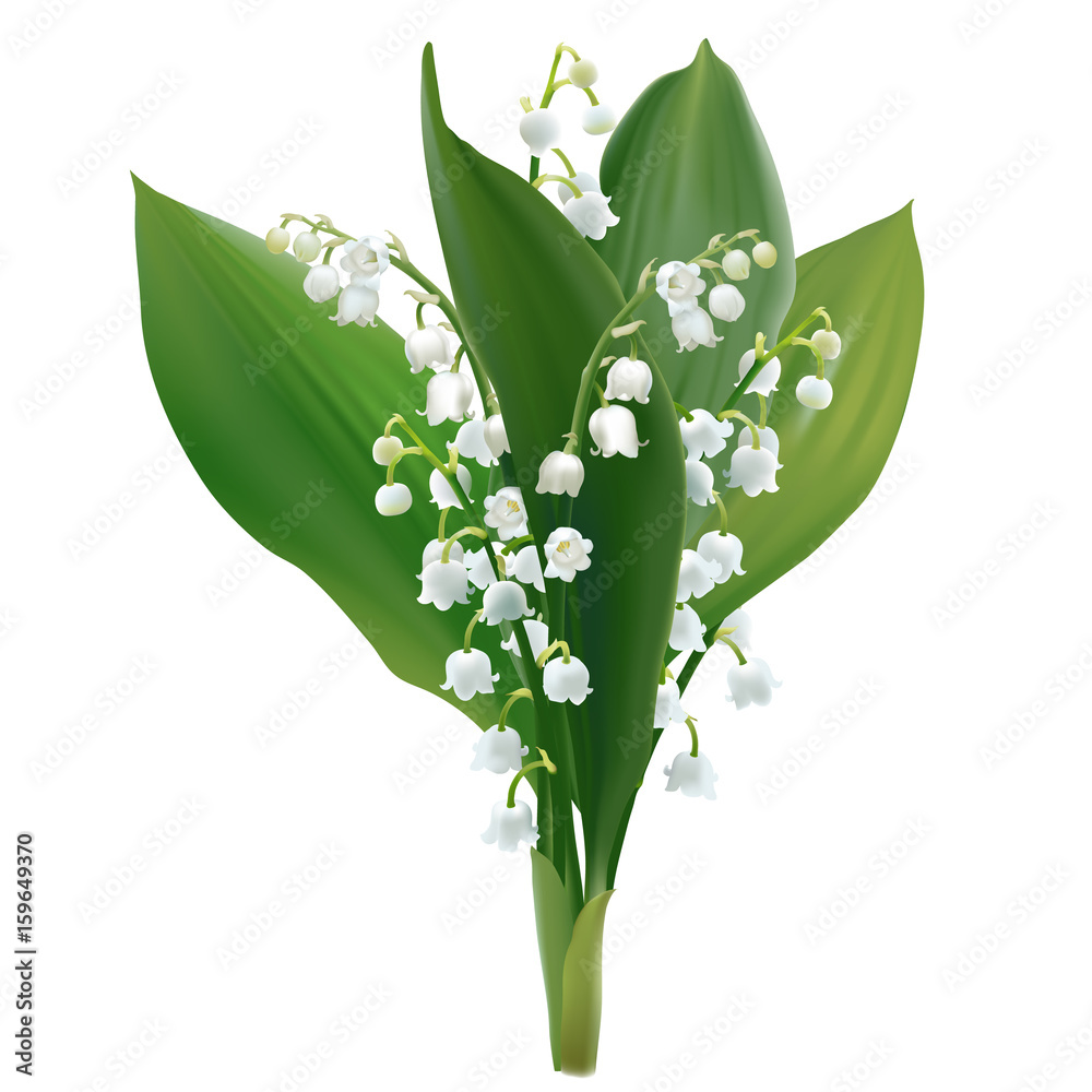 Obraz premium Convallaria majalis - Lilly doliny. Wręcza patroszoną wektorową ilustrację bukieta wiosny biali kwiaty i bujny ulistnienie na przejrzystym tle.