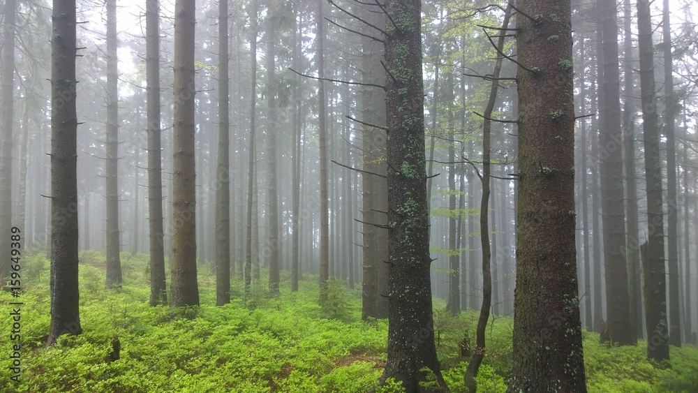 Fototapeta premium Misty woods. Slovakia
