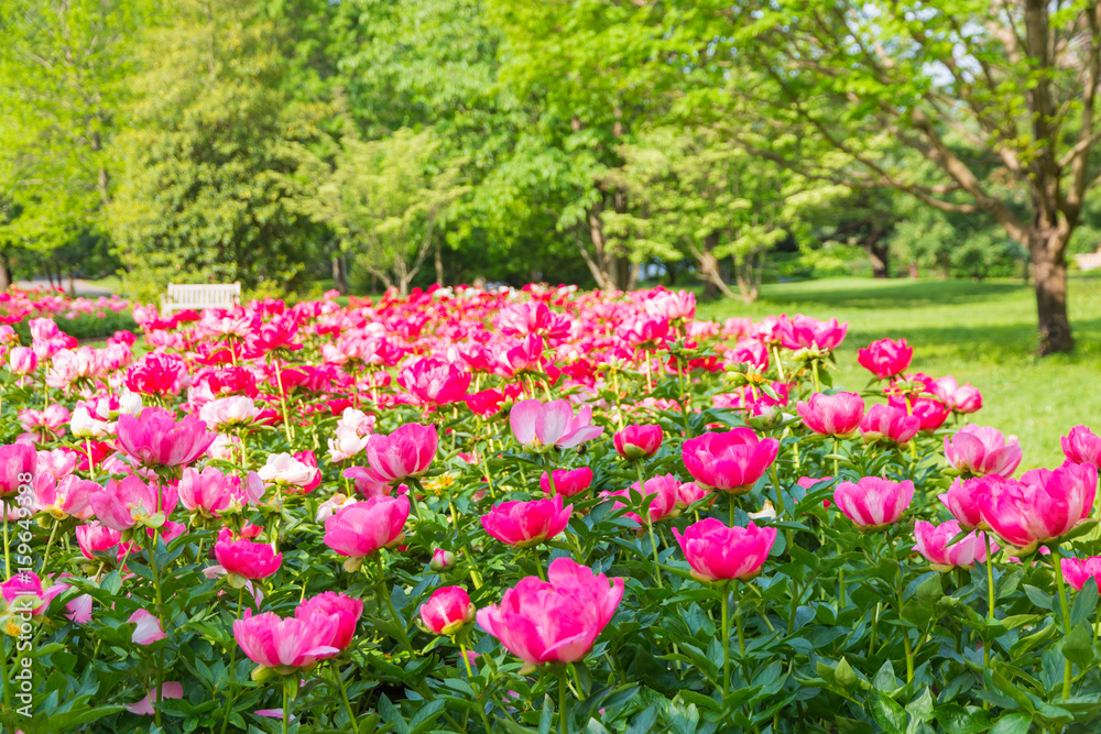 Fototapeta premium Blooming peony flowers in park garden