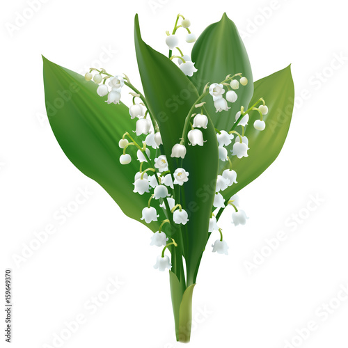 Convallaria majalis - Lilly of the valley.
Hand drawn vector illustration of a bouquet white spring flowers and lush foliage on transparent background.
